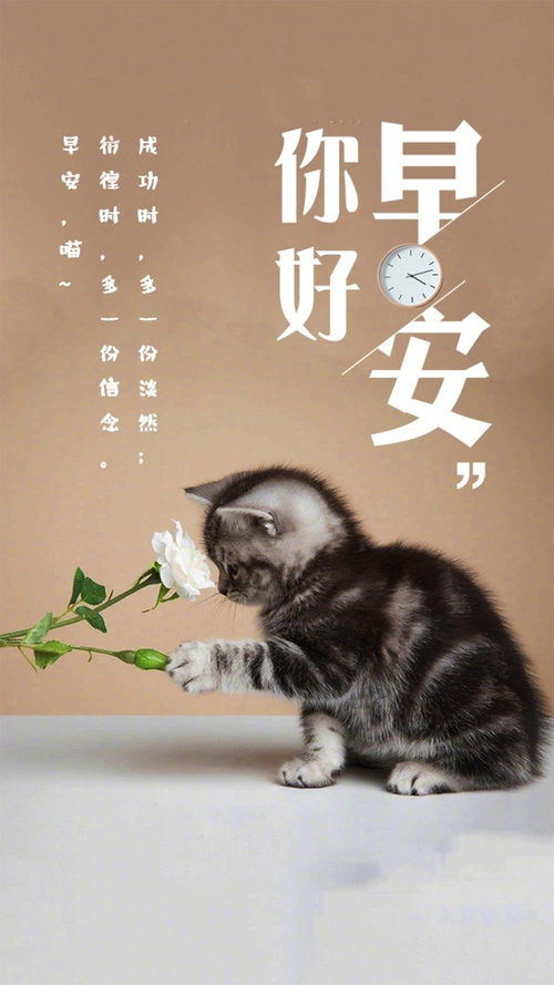 早安猫咪心语图