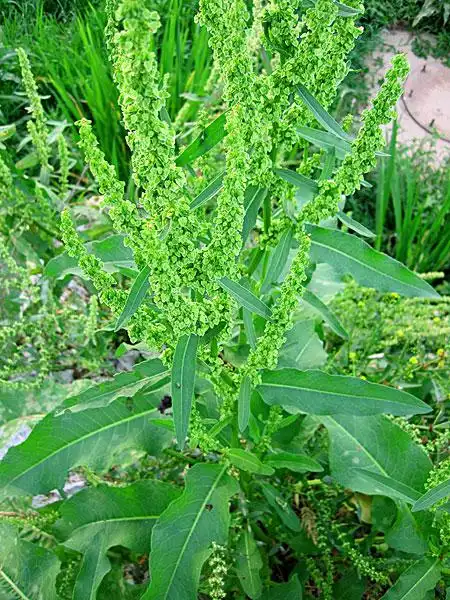 中药百草----土大黄