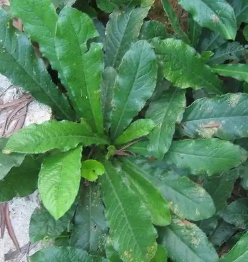 农村这4种草,其实是"凉茶料",晒干泡一壶,清热又祛暑