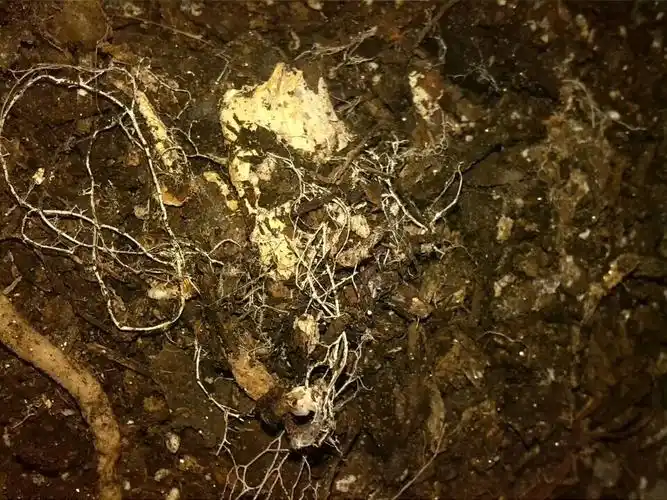 土里长白色丝状菌,叫什么名字,对植物有什么危害?