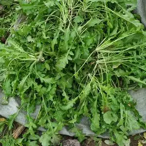 新鲜荠菜5斤野生荠荠菜现挖野菜白花荠菜饺子馅应当季地丁菜包邮