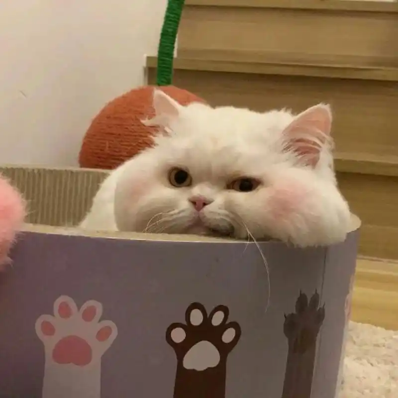 女生头像 | 萌萌哒小动物可爱头像 年年有风 风吹年年 慢慢及漫漫