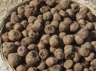 通肠促消化,一斤才五元,非常好吃_魔芋_食物_肚子