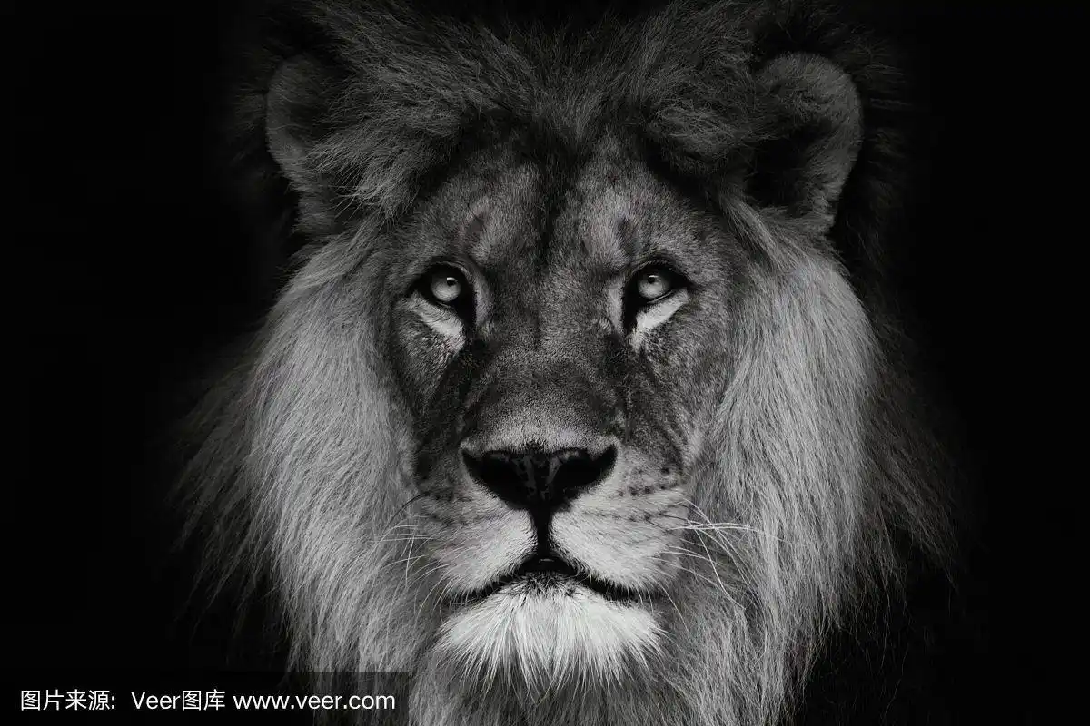 肖像狮子与黑白颜色