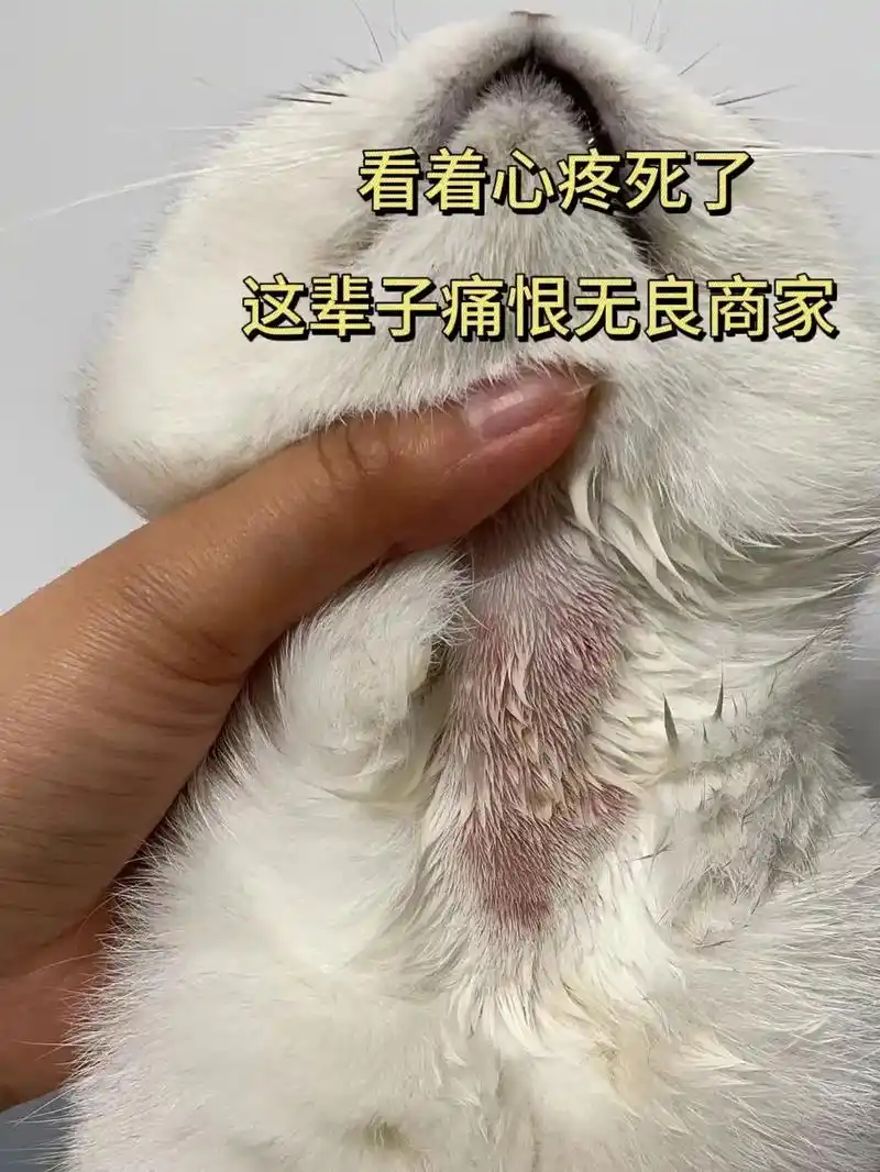 真是活久见!猫咪洗澡也能得脓皮症
