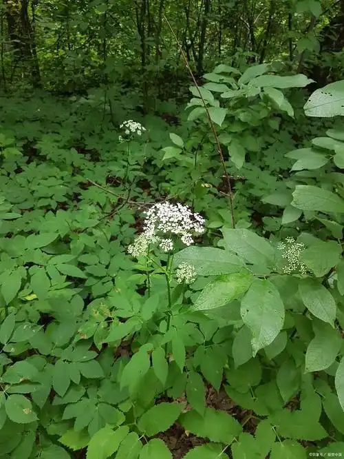 每日认识一味中药-当归