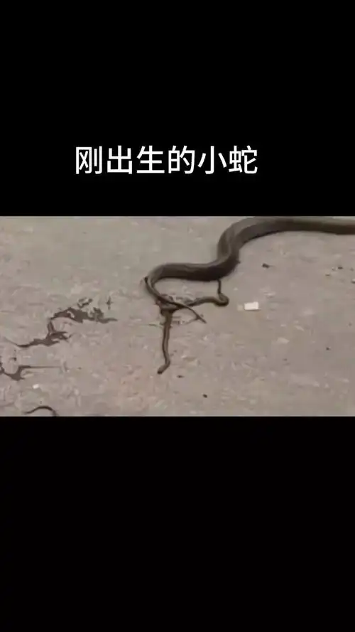 小蛇在马路上出生