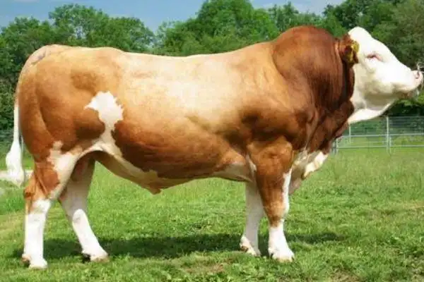 世界十大重型牛品种契安尼娜牛体型最大中国延边牛上榜