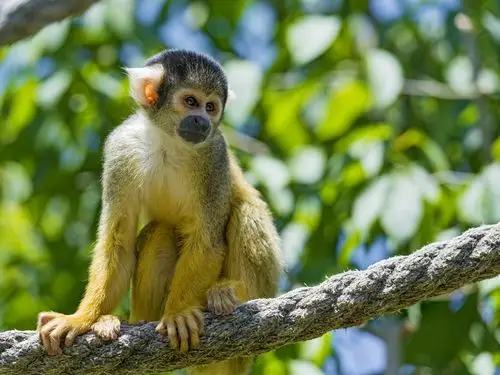 松鼠猴子,绳索,模糊的背景 壁纸 - 1920x1440
