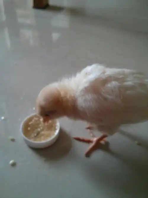 家中客人(来自农村的小鸡)