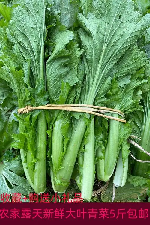 四川特产农家新鲜露天疏菜大叶青菜米汤菜5斤泡酸菜泡菜原料食用