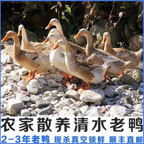 千岛湖农家农村乡下老鸭散养 放养老鸭水鸭麻鸭土鸭整鸭活鸭1000g