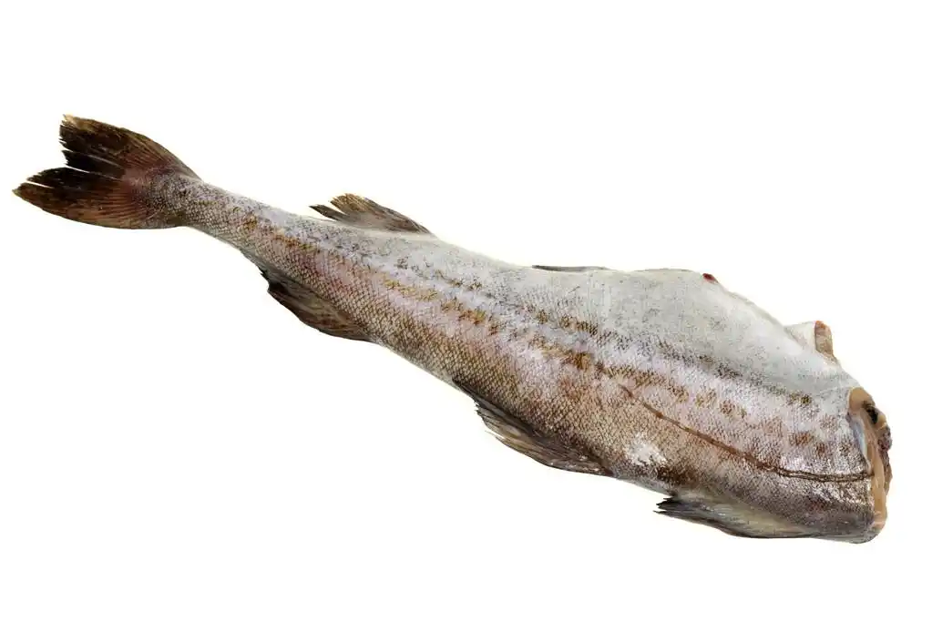 银鳕鱼,原料鳕鱼鱼片在白色背景上的厨房