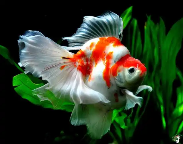 p>镏金金鱼的主要特征是体型短而圆,眼球正常,头尖,各鳍发达,四开