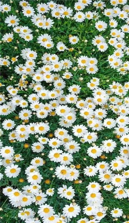 抖音最火的ins风小雏菊手机壁纸背景图片好看的超级ins风小雏菊的手机