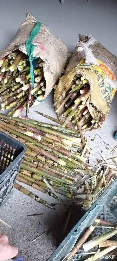 [小竹笋批发] 新鲜小竹笋价格3.5元/斤 - 惠农网