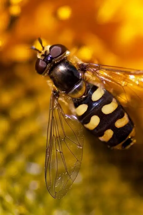 壁纸 向日葵微距摄影,蜜蜂,昆虫 2560x1600 hd 高清壁纸, 图片, 照片