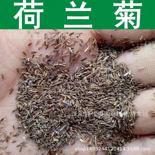 草花种子 优质荷兰菊种子 纽约紫菀柳叶菊种子 花色随机 1件=1斤