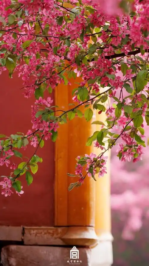 夜读故宫的春天是一种什么感觉