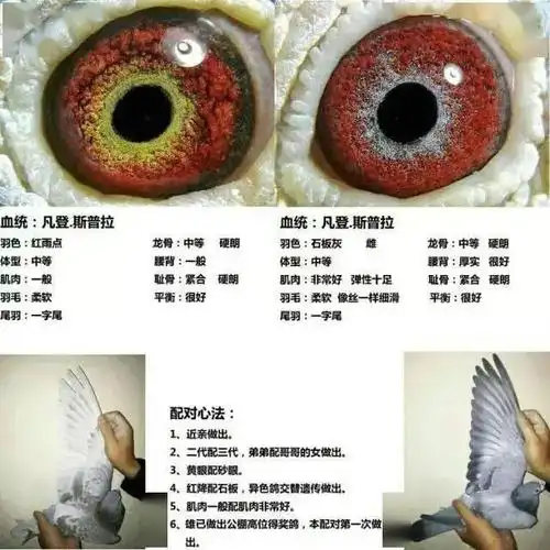 【图集】高手赛鸽配对心得图解,让你大饱眼福!