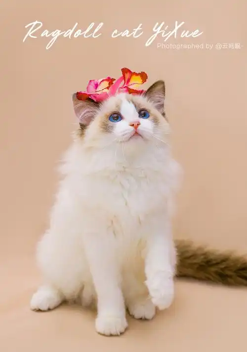 布偶猫伊雪 仙气宠物写真|摄影|人像摄影|云间眠 - 原创作品 - 站酷