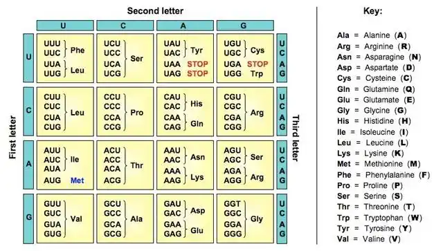 there are 64 codons each containing   nucleotides