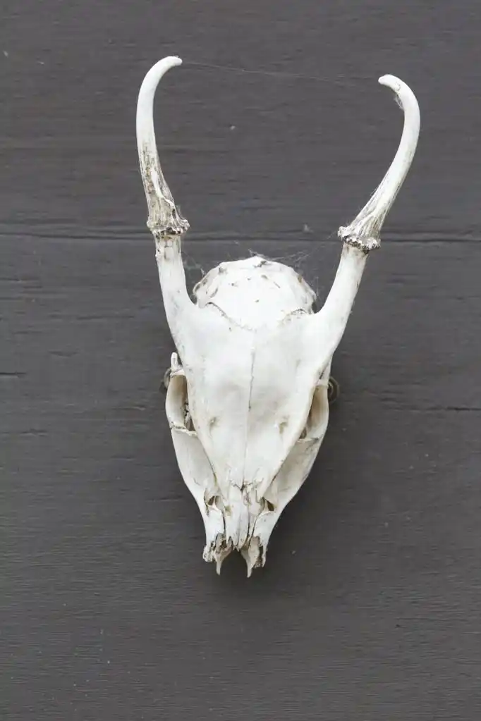 麂, 小麂,麂, 小麂, 单个头骨,2011 年 7 月