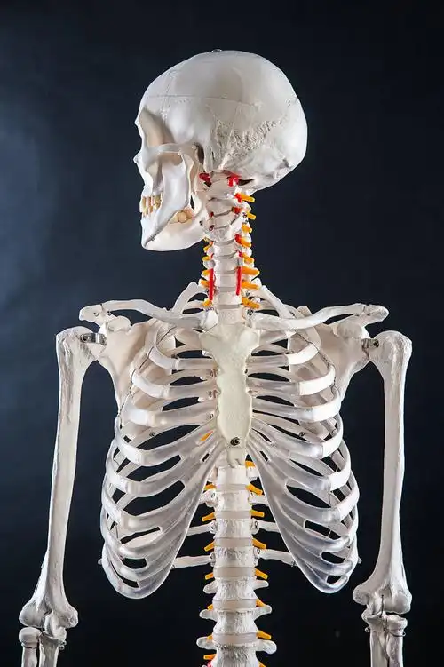 厂家直销美术艺用医学最标准的170cm人体大骨骼模型 骷髅骨架标本