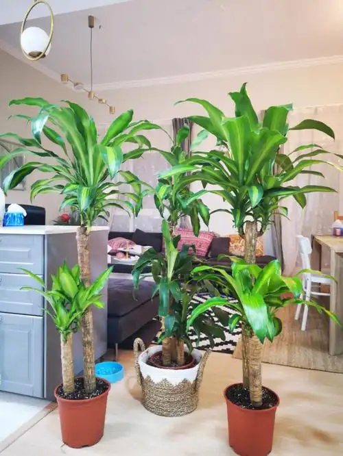 宜家99迪的巴西木也太可以了吧