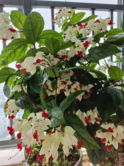 每年都爆盆的龙吐珠