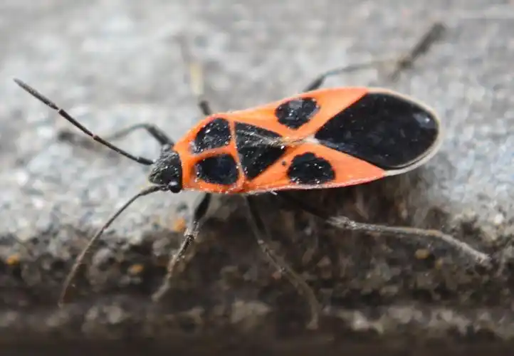 冬末春初,黄瓜种植地一定要严防害虫红脊长蝽,提前预防保丰产