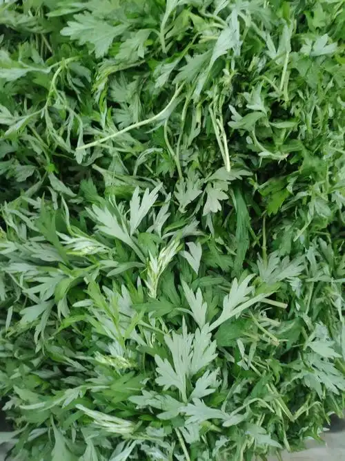 新鲜艾叶生艾叶艾叶草糍粑艾粄野生艾草草叶食用叶菜类