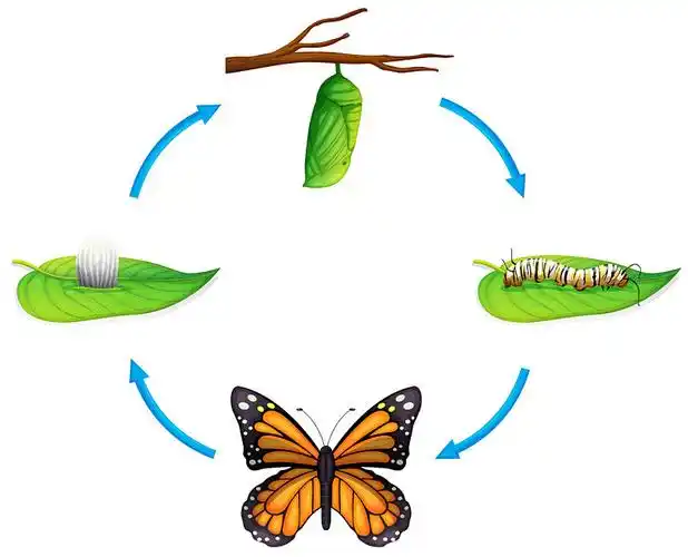生命循环_帝王蝴蝶_插画_白色背景_高清图片_全景视觉