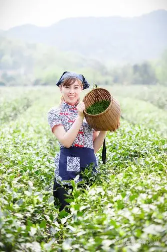 亚洲种植园采茶的漂亮女孩