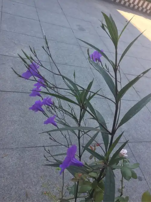 矮生翠芦莉芦莉草