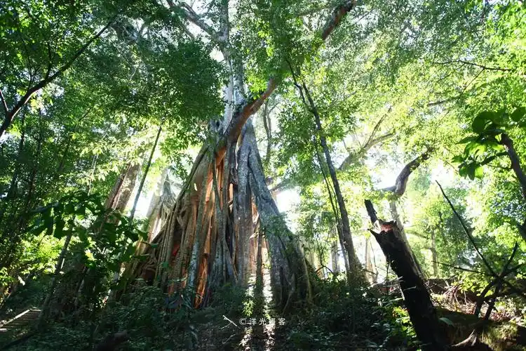 中国最大的榕树,树冠面积覆盖超过9.2亩,接近一个标准足球场