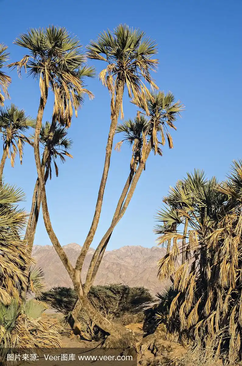 沙漠中的棕榈树