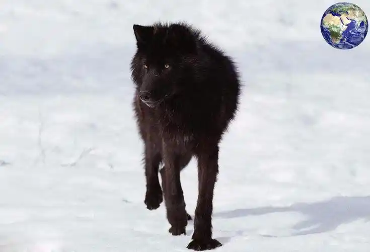 世界上最美丽的狼,浑身乌黑发亮,可惜被人类屠杀灭绝