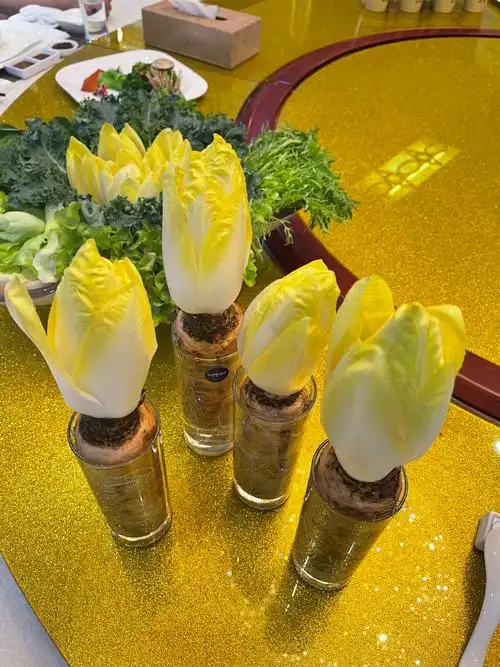 首诚奥运蔬菜—菊苣(又名金玉兰).