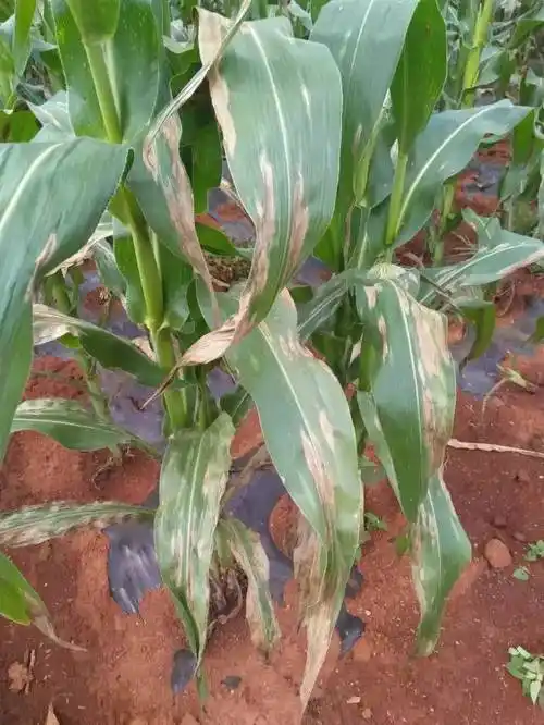 缺 磷                        玉米大斑病        本文转自:农