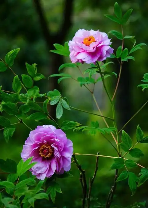 今日份美景之"牡丹花"