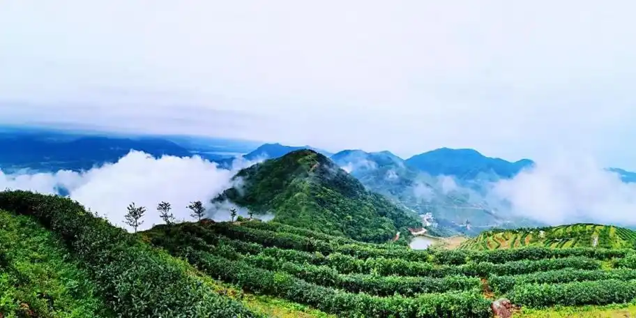 肇庆市德庆县官圩镇举办首届采茶旅游文化节_腾讯新闻