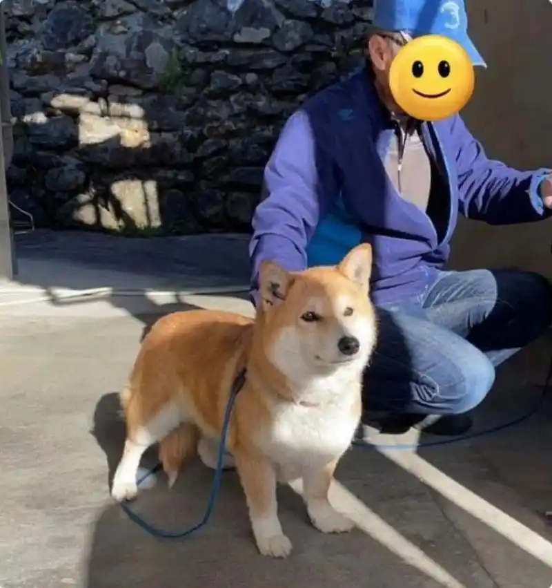 柯基和柴犬的混血,骨骼有点清奇