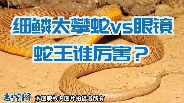 细鳞太攀蛇vs眼镜蛇王谁厉害