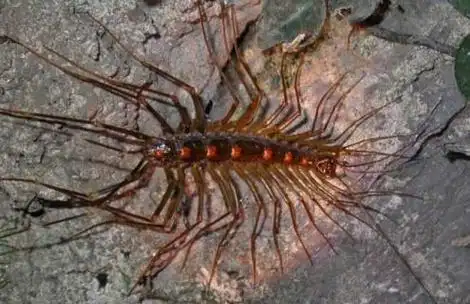 蚰蜒是百足虫的一种类型,别称草鞋底,钱串子等,与蜈蚣是近亲,像蜈蚣而