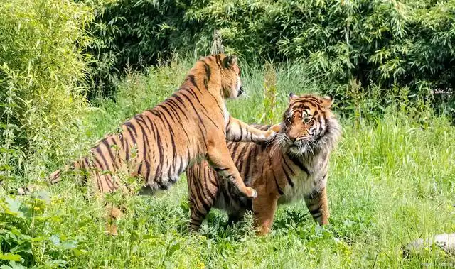 可以将现代虎分成9个亚种,分别是孟加拉虎,东北虎,印支虎,华南虎,马来