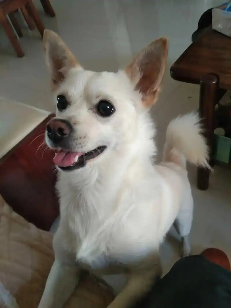 寻狗启事.亲戚家小狗,名叫小白,体重16斤左右,于10月19 - 抖音