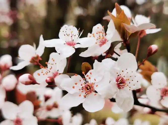春天里的"紫叶李花" - 美篇