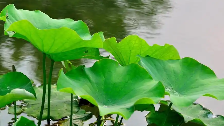 护眼大片荷叶宽屏桌面壁纸