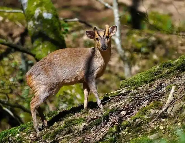 野生动物类型自然保护区的森林和野生动物和森林生态类型的自然保护区